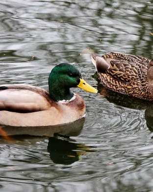 Ducks Ltd Detroit